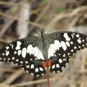 Papilio demoleus at Brindabella, NSW - 26 Feb 2024 10:17 AM