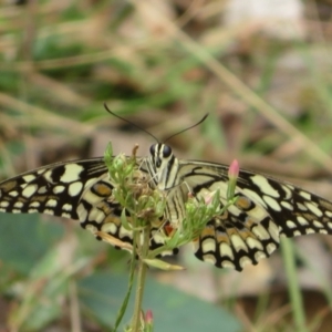 Papilio demoleus at Brindabella, NSW - 26 Feb 2024 10:17 AM