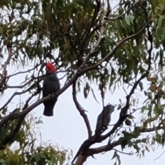 Callocephalon fimbriatum (Gang-gang Cockatoo) at Scrivener Hill - 26 Feb 2024 by Mike