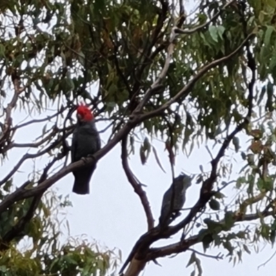 Callocephalon fimbriatum (Gang-gang Cockatoo) at Scrivener Hill - 27 Feb 2024 by Mike