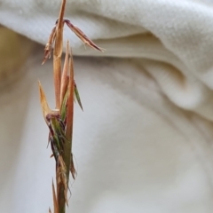 Cymbopogon refractus (Barbed-wire Grass) at O'Malley, ACT - 27 Feb 2024 by Mike