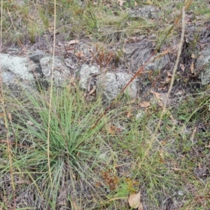 Cymbopogon refractus at Scrivener Hill - 27 Feb 2024