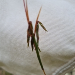 Cymbopogon refractus at Scrivener Hill - 27 Feb 2024