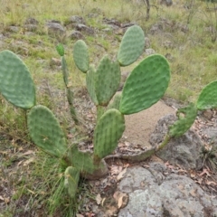 Opuntia ficus-indica (Indian Fig, Spineless Cactus) at O'Malley, ACT - 26 Feb 2024 by Mike