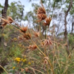 Themeda triandra (Kangaroo Grass) at O'Malley, ACT - 27 Feb 2024 by Mike