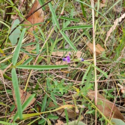 Glycine clandestina (Twining Glycine) at Scrivener Hill - 26 Feb 2024 by Mike