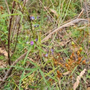 Glycine clandestina at Scrivener Hill - 27 Feb 2024 09:37 AM