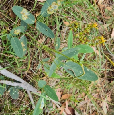 Oxytes brachypoda (Large Tick-trefoil) at Scrivener Hill - 26 Feb 2024 by Mike