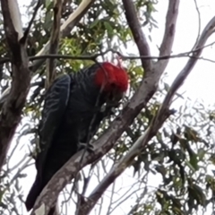 Callocephalon fimbriatum (Gang-gang Cockatoo) at O'Malley, ACT - 26 Feb 2024 by Mike