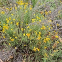 Chrysocephalum semipapposum (Clustered Everlasting) at O'Malley, ACT - 26 Feb 2024 by Mike