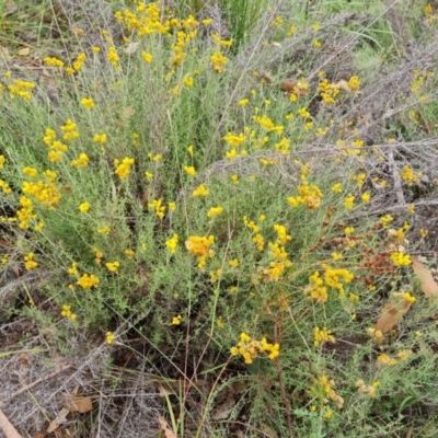 Chrysocephalum semipapposum (Clustered Everlasting) at O'Malley, ACT - 26 Feb 2024 by Mike