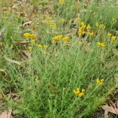 Chrysocephalum semipapposum (Clustered Everlasting) at Scrivener Hill - 27 Feb 2024 by Mike