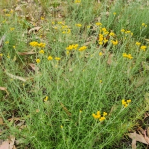 Chrysocephalum semipapposum at Scrivener Hill - 27 Feb 2024