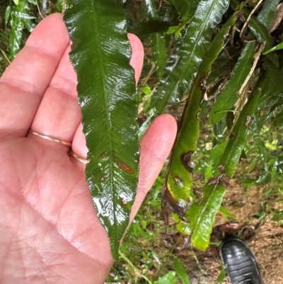 Blechnum patersonii subsp. patersonii (Strap Water Fern) at Brogers Creek, NSW - 26 Feb 2024 by lbradley