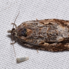 Acropolitis ergophora (A tortrix or leafroller moth) at QPRC LGA - 25 Feb 2024 by DianneClarke
