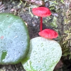 Cruentomycena viscidocruenta (Ruby Mycena) at Brogers Creek, NSW - 27 Feb 2024 by lbradley