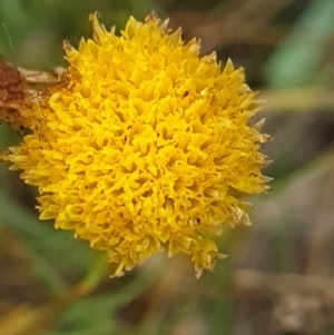 Rutidosis leptorhynchoides at Stirling Park - 27 Feb 2024