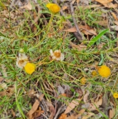 Rutidosis leptorhynchoides at Stirling Park - 27 Feb 2024