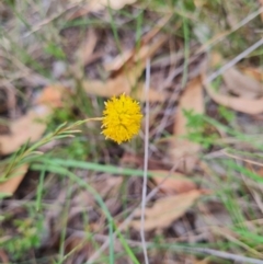 Rutidosis leptorhynchoides at Stirling Park - 27 Feb 2024