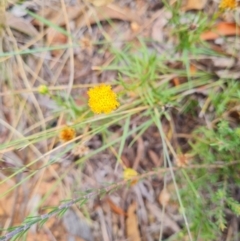 Rutidosis leptorhynchoides at Stirling Park - 27 Feb 2024