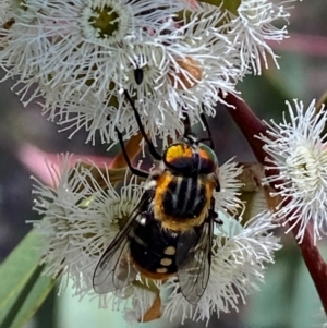 Scaptia (Scaptia) auriflua at Giralang, ACT - suppressed