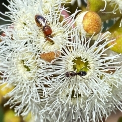 Euryglossa adelaidae at Giralang, ACT - 11 Feb 2024 by mcosgrove