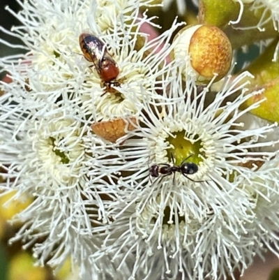 Pachyprosopis sp. (genus) at  - suppressed by mcosgrove