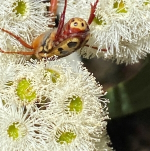 Neorrhina punctatum at Giralang, ACT - suppressed