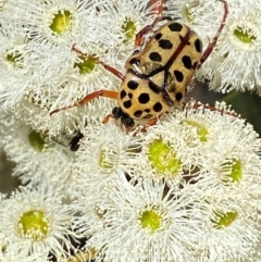 Neorrhina punctatum at Giralang, ACT - suppressed