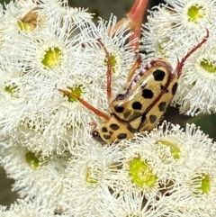 Neorrhina punctatum at Giralang, ACT - suppressed