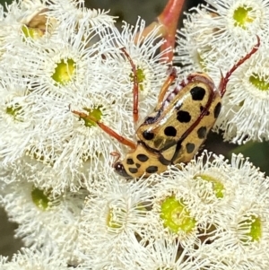 Neorrhina punctatum at Giralang, ACT - suppressed