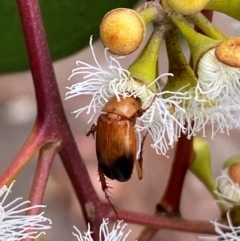 Phyllotocus macleayi (Nectar scarab) at Giralang, ACT - 13 Feb 2024 by mcosgrove