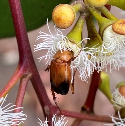 Phyllotocus macleayi (Nectar scarab) at Giralang, ACT - 13 Feb 2024 by mcosgrove