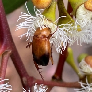 Phyllotocus macleayi at Giralang, ACT - 13 Feb 2024