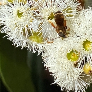 Lasioglossum (Chilalictus) bicingulatum at Giralang, ACT - 11 Feb 2024