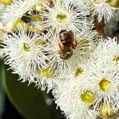 Lasioglossum (Chilalictus) bicingulatum at Giralang, ACT - suppressed