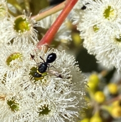 Hylaeus (Prosopisteron) primulipictus (Hylaeine colletid bee) at Giralang, ACT - 11 Feb 2024 by mcosgrove