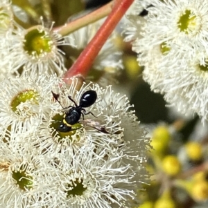 Hylaeus (Prosopisteron) primulipictus at Giralang, ACT - 11 Feb 2024