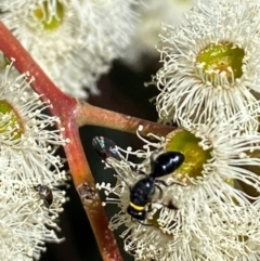 Hylaeus (Prosopisteron) primulipictus at Giralang, ACT - 11 Feb 2024