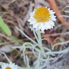 Leucochrysum albicans subsp. tricolor (Hoary Sunray) at Stirling Park - 26 Feb 2024 by WalkYonder
