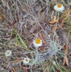 Leucochrysum albicans subsp. tricolor at Stirling Park - 27 Feb 2024 10:53 AM