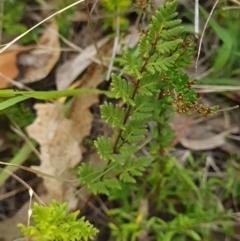 Cheilanthes sieberi subsp. sieberi (Mulga Rock Fern) at Stirling Park - 26 Feb 2024 by WalkYonder