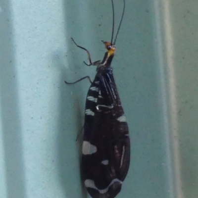 Porismus strigatus (Pied Lacewing) at Wingecarribee Local Government Area - 24 Feb 2024 by Curiosity