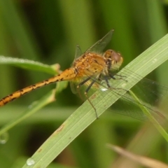 Diplacodes bipunctata (Wandering Percher) at Braemar - 26 Feb 2024 by Curiosity