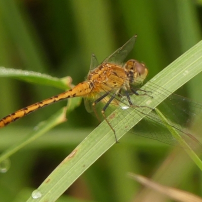 Diplacodes bipunctata (Wandering Percher) at Braemar - 26 Feb 2024 by Curiosity