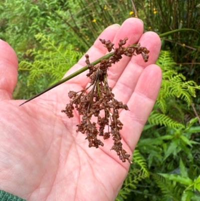 Unidentified Rush, Sedge or Mat Rush at Brogers Creek, NSW - 27 Feb 2024 by lbradleyKV