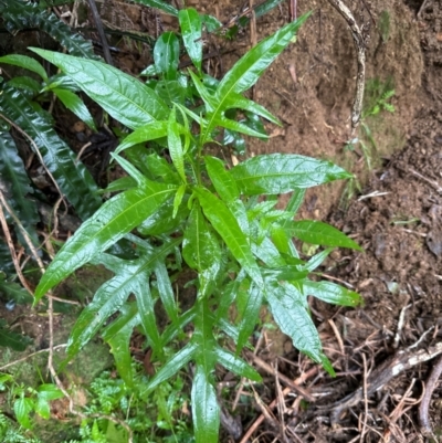 Solanum aviculare (Kangaroo Apple) at Brogers Creek, NSW - 27 Feb 2024 by lbradleyKV