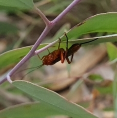 Lissopimpla excelsa (Orchid dupe wasp, Dusky-winged Ichneumonid) at Stirling Park - 27 Feb 2024 by WalkYonder