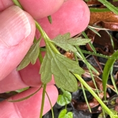 Unidentified Other Wildflower or Herb at Brogers Creek, NSW - 27 Feb 2024 by lbradleyKV