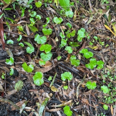 Hydrocotyle hirta (Hairy Pennywort) at Brogers Creek, NSW - 27 Feb 2024 by lbradley